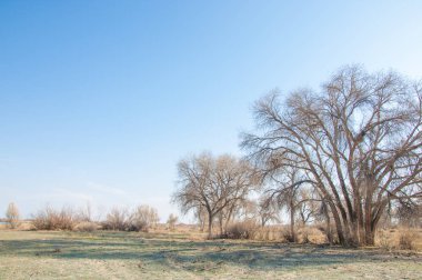 Çölde bahar. Sarı çim. Parlak güneş. Flora ve hayatta büyür
