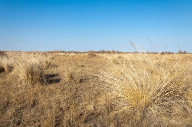bahar bozkır. Doğa kıştan sonra uyanır. çölde ağaçlar geçen yılki çim