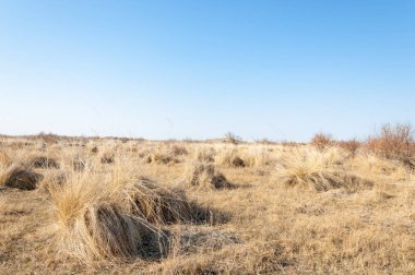 bahar bozkır. Doğa kıştan sonra uyanır. çölde ağaçlar geçen yılki çim