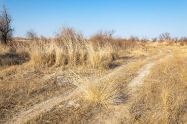 bahar bozkır. Doğa kıştan sonra uyanır. çölde ağaçlar geçen yılki çim