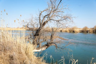 bahar bozkır nehirde. nehir sazlık ile büyümüş. saf zümrüt sudur