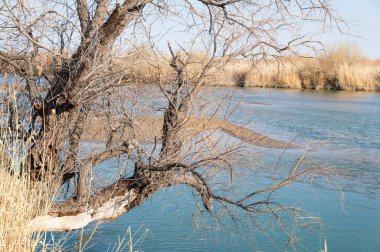 bahar bozkır nehirde. nehir sazlık ile büyümüş. saf zümrüt sudur