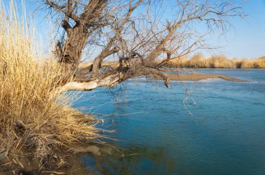 bahar bozkır nehirde. nehir sazlık ile büyümüş. saf zümrüt sudur