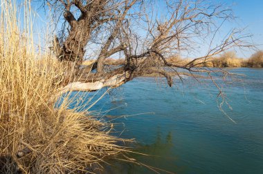 bahar bozkır nehirde. nehir sazlık ile büyümüş. saf zümrüt sudur