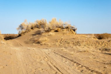 bahar bozkır. Doğa kıştan sonra uyanır. çölde ağaçlar geçen yılki çim