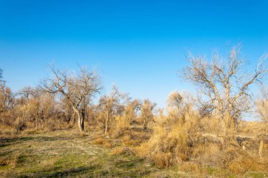 bahar bozkır. Doğa kıştan sonra uyanır. çölde ağaçlar geçen yılki çim