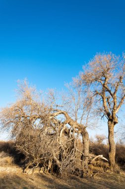 bahar bozkır. Doğa kıştan sonra uyanır. çölde ağaçlar geçen yılki çim
