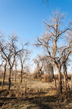 bahar bozkır. Doğa kıştan sonra uyanır. çölde ağaçlar geçen yılki çim