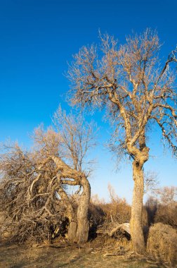 bahar bozkır. Doğa kıştan sonra uyanır. çölde ağaçlar geçen yılki çim
