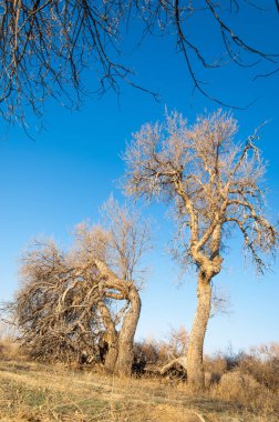 bahar bozkır. Doğa kıştan sonra uyanır. çölde ağaçlar geçen yılki çim