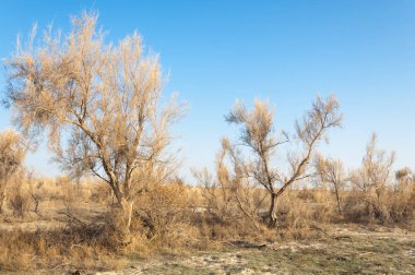 bahar bozkır. Doğa kıştan sonra uyanır. çölde ağaçlar geçen yılki çim
