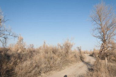 bahar bozkır. Doğa kıştan sonra uyanır. çölde ağaçlar geçen yılki çim