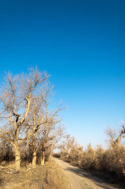 bahar bozkır. Doğa kıştan sonra uyanır. çölde ağaçlar geçen yılki çim