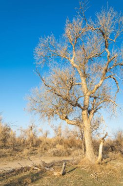 bahar bozkır. Doğa kıştan sonra uyanır. çölde ağaçlar geçen yılki çim