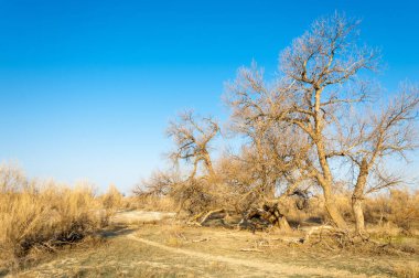 bahar bozkır. Doğa kıştan sonra uyanır. çölde ağaçlar geçen yılki çim