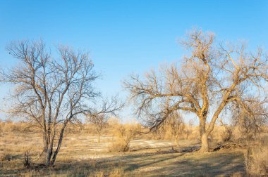 bahar bozkır. Doğa kıştan sonra uyanır. çölde ağaçlar geçen yılki çim
