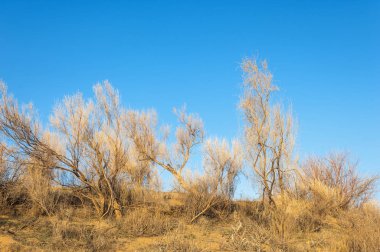 bahar bozkır. Doğa kıştan sonra uyanır. çölde ağaçlar geçen yılki çim