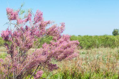 bozkır. çölde ağaçlar bahar. Tamariske