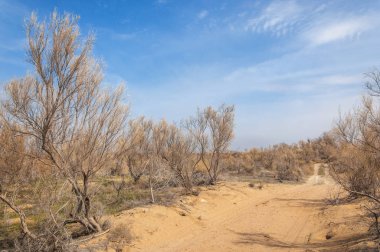 bahar bozkır. Doğa kıştan sonra uyanır. çölde ağaçlar geçen yılki çim