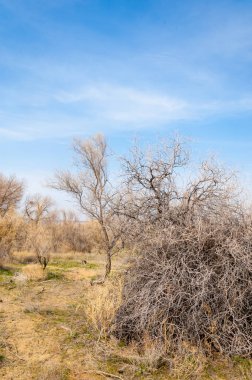 bahar bozkır. Doğa kıştan sonra uyanır. çölde ağaçlar geçen yılki çim