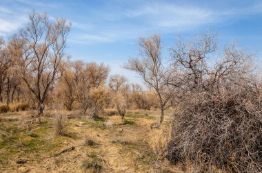 bahar bozkır. Doğa kıştan sonra uyanır. çölde ağaçlar geçen yılki çim