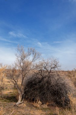 bahar bozkır. Doğa kıştan sonra uyanır. çölde ağaçlar geçen yılki çim
