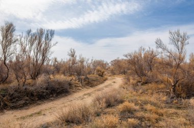 bahar bozkır. Doğa kıştan sonra uyanır. çölde ağaçlar geçen yılki çim