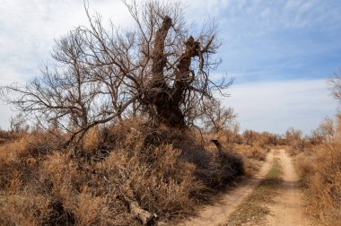 bahar bozkır. Doğa kıştan sonra uyanır. çölde ağaçlar geçen yılki çim