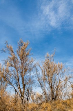 bahar bozkır. Doğa kıştan sonra uyanır. çölde ağaçlar geçen yılki çim
