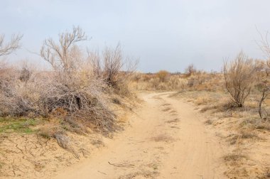 bahar bozkır. Doğa kıştan sonra uyanır. çölde ağaçlar geçen yılki çim