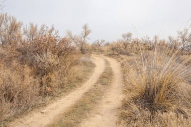 bahar bozkır. Doğa kıştan sonra uyanır. çölde ağaçlar geçen yılki çim