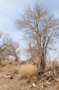 bahar bozkır. Doğa kıştan sonra uyanır. çölde ağaçlar geçen yılki çim
