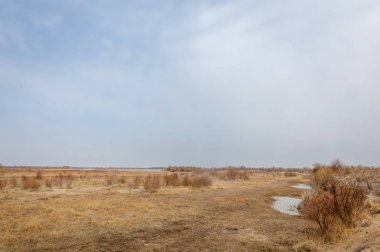 bahar bozkır. Doğa kıştan sonra uyanır. çölde ağaçlar geçen yılki çim