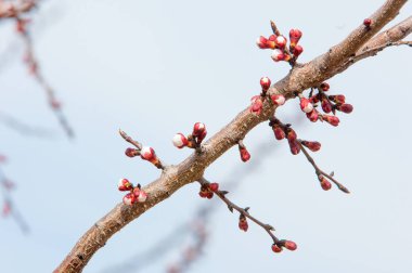 Alan sığ derinliği ile ilkbaharda çiçek açan ağaç. Bloom bahar ağaçlarda. güzel closeup çiçek açması ağaç bahar.