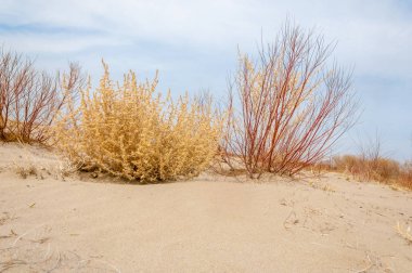 bahar bozkır. Doğa kıştan sonra uyanır. çölde ağaçlar geçen yılki çim