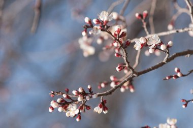  Pembe ağaçlar çiçek. Kayısı bahar çiçekleri. Arka plan sanat, pembe çiçekleri, duvar kağıdı ile şube. Kayısı ağacı çiçek.