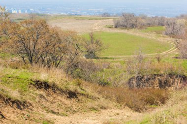 Bahar kavak dağ geçidi büyümek