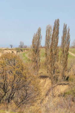 Bahar kavak dağ geçidi büyümek