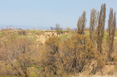 Bahar kavak dağ geçidi büyümek