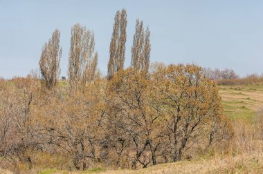 bahar elm olmadan fotoğraflandı bırakır