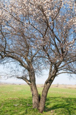 Pembe ağaçlar çiçek. Kayısı bahar çiçekleri. Arka plan sanat, pembe çiçekleri, duvar kağıdı ile şube. Kayısı ağacı çiçek.