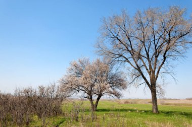  Pembe ağaçlar çiçek. Kayısı bahar çiçekleri. Arka plan sanat, pembe çiçekleri, duvar kağıdı ile şube. Kayısı ağacı çiçek.