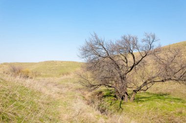  Pembe ağaçlar çiçek. Kayısı bahar çiçekleri. Arka plan sanat, pembe çiçekleri, duvar kağıdı ile şube. Kayısı ağacı çiçek.