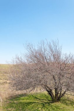  Pembe ağaçlar çiçek. Kayısı bahar çiçekleri. Arka plan sanat, pembe çiçekleri, duvar kağıdı ile şube. Kayısı ağacı çiçek.