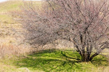  Pembe ağaçlar çiçek. Kayısı bahar çiçekleri. Arka plan sanat, pembe çiçekleri, duvar kağıdı ile şube. Kayısı ağacı çiçek.