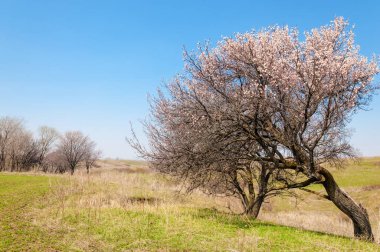  Pembe ağaçlar çiçek. Kayısı bahar çiçekleri. Arka plan sanat, pembe çiçekleri, duvar kağıdı ile şube. Kayısı ağacı çiçek.