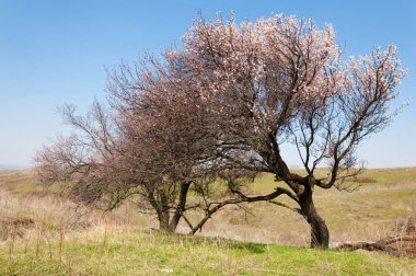  Pembe ağaçlar çiçek. Kayısı bahar çiçekleri. Arka plan sanat, pembe çiçekleri, duvar kağıdı ile şube. Kayısı ağacı çiçek.