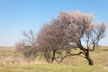  Pembe ağaçlar çiçek. Kayısı bahar çiçekleri. Arka plan sanat, pembe çiçekleri, duvar kağıdı ile şube. Kayısı ağacı çiçek.