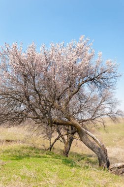  Pembe ağaçlar çiçek. Kayısı bahar çiçekleri. Arka plan sanat, pembe çiçekleri, duvar kağıdı ile şube. Kayısı ağacı çiçek.