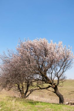  Pembe ağaçlar çiçek. Kayısı bahar çiçekleri. Arka plan sanat, pembe çiçekleri, duvar kağıdı ile şube. Kayısı ağacı çiçek.